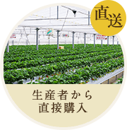 直送 生産者から直接購入