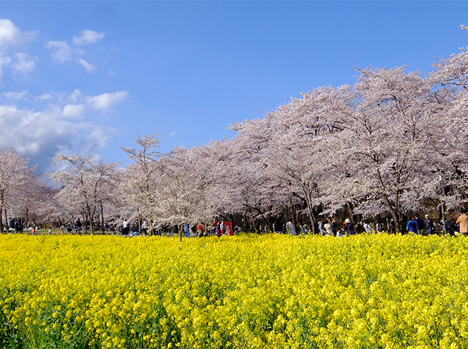 赤城南面千本桜