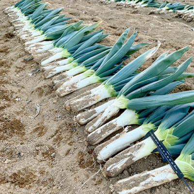 献上品としても珍重された伝統野菜