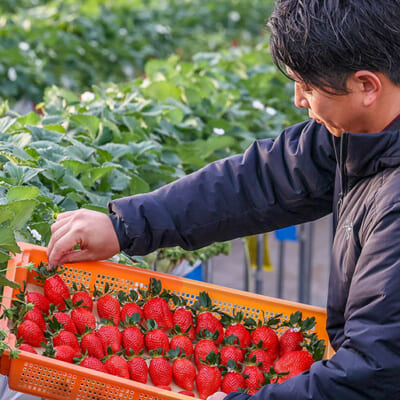 一番おいしい瞬間を狙う、朝の収穫